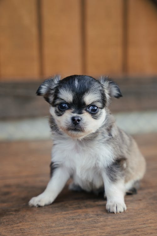 A small black and white puppy sitting on a wooden floor