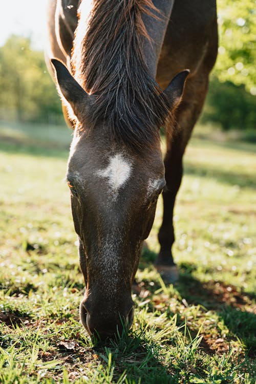 A horse eating grass in a field