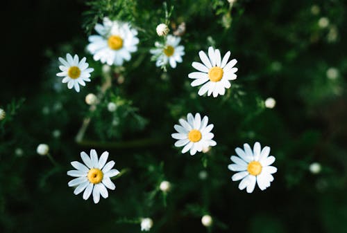 A close up of white daisies in the grass