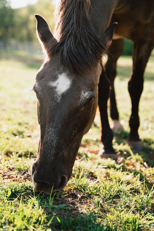 A horse eating grass in a field
