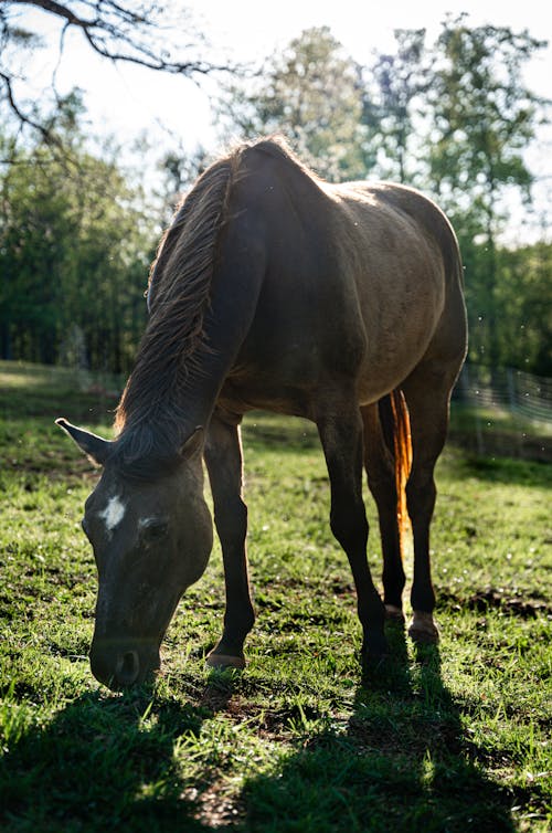 A horse is eating grass in a field