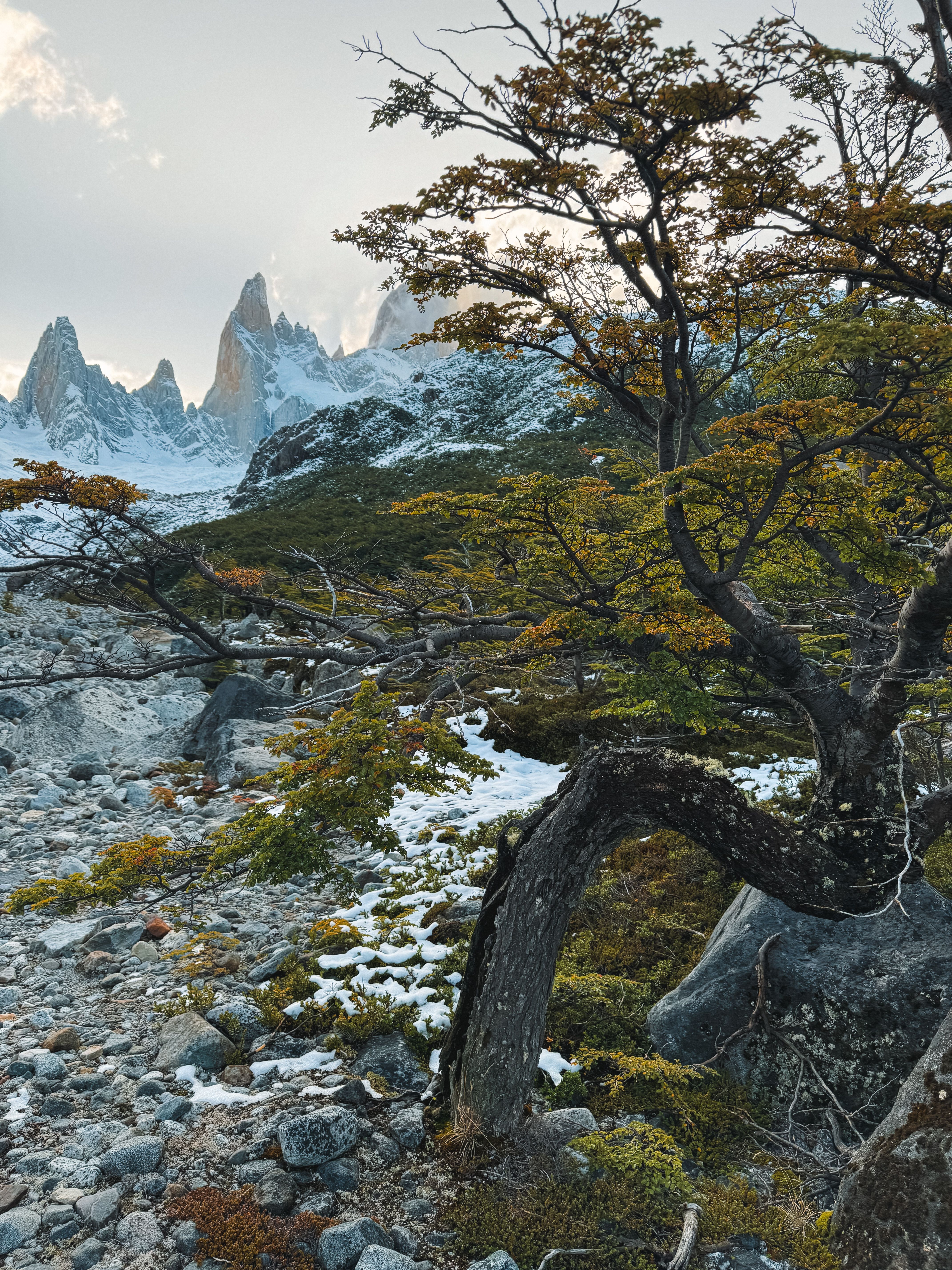 Tree and Rocks in Mountains · Free Stock Photo