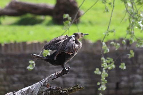 Free A great cormorant with open wings perched on a tree branch, Bristol, UK. Stock Photo