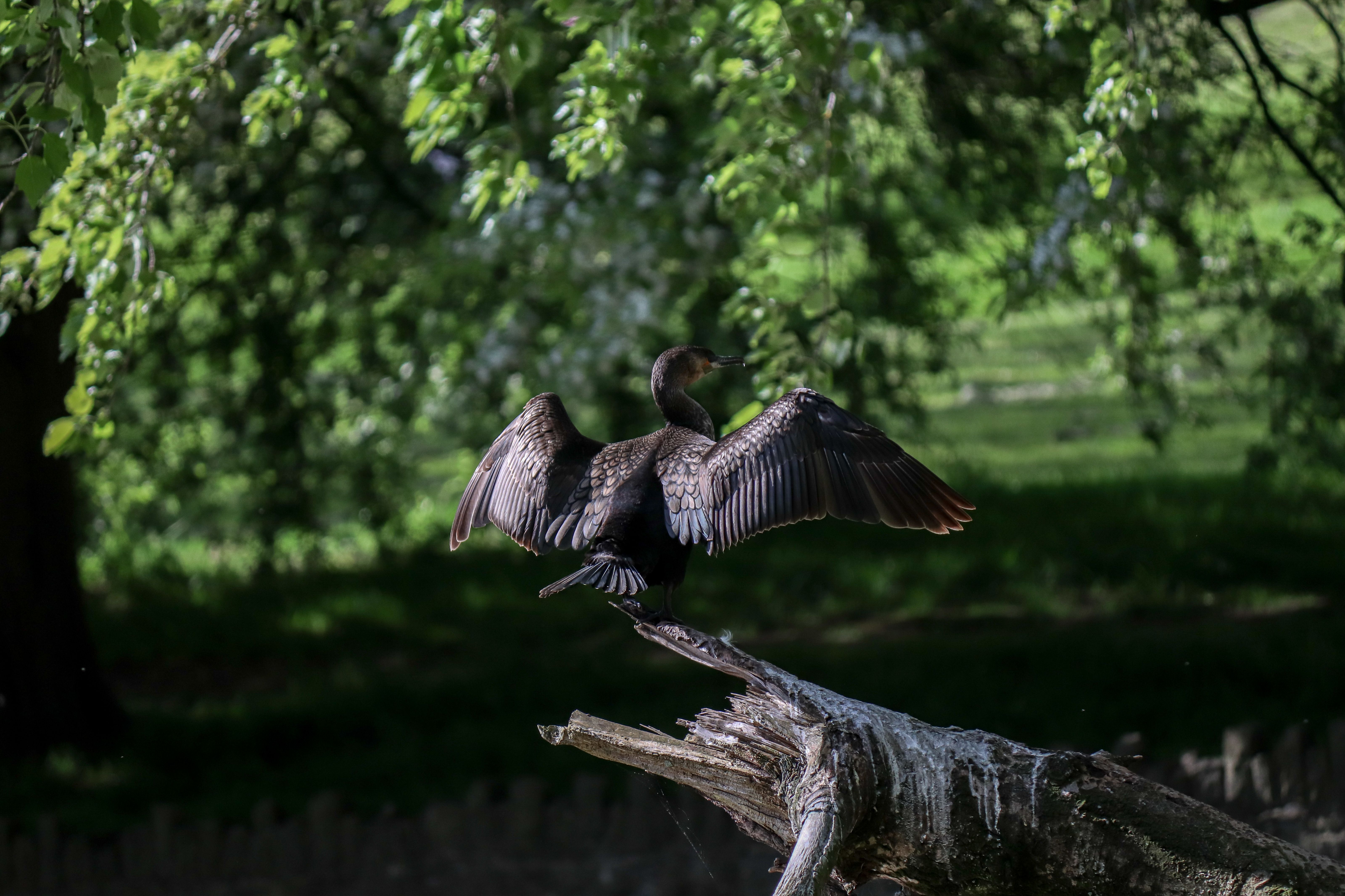 A bird is flying over a tree branch · Free Stock Photo