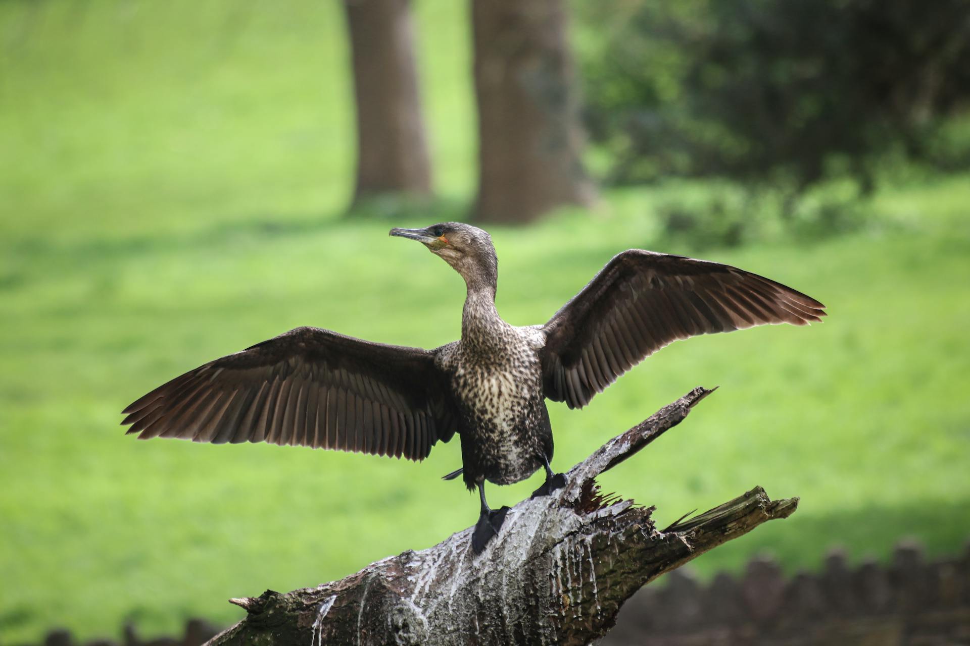 A great cormorant spreads its wings on a tree trunk in a Bristol park.