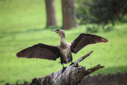 Free A great cormorant spreads its wings on a tree trunk in a Bristol park. Stock Photo