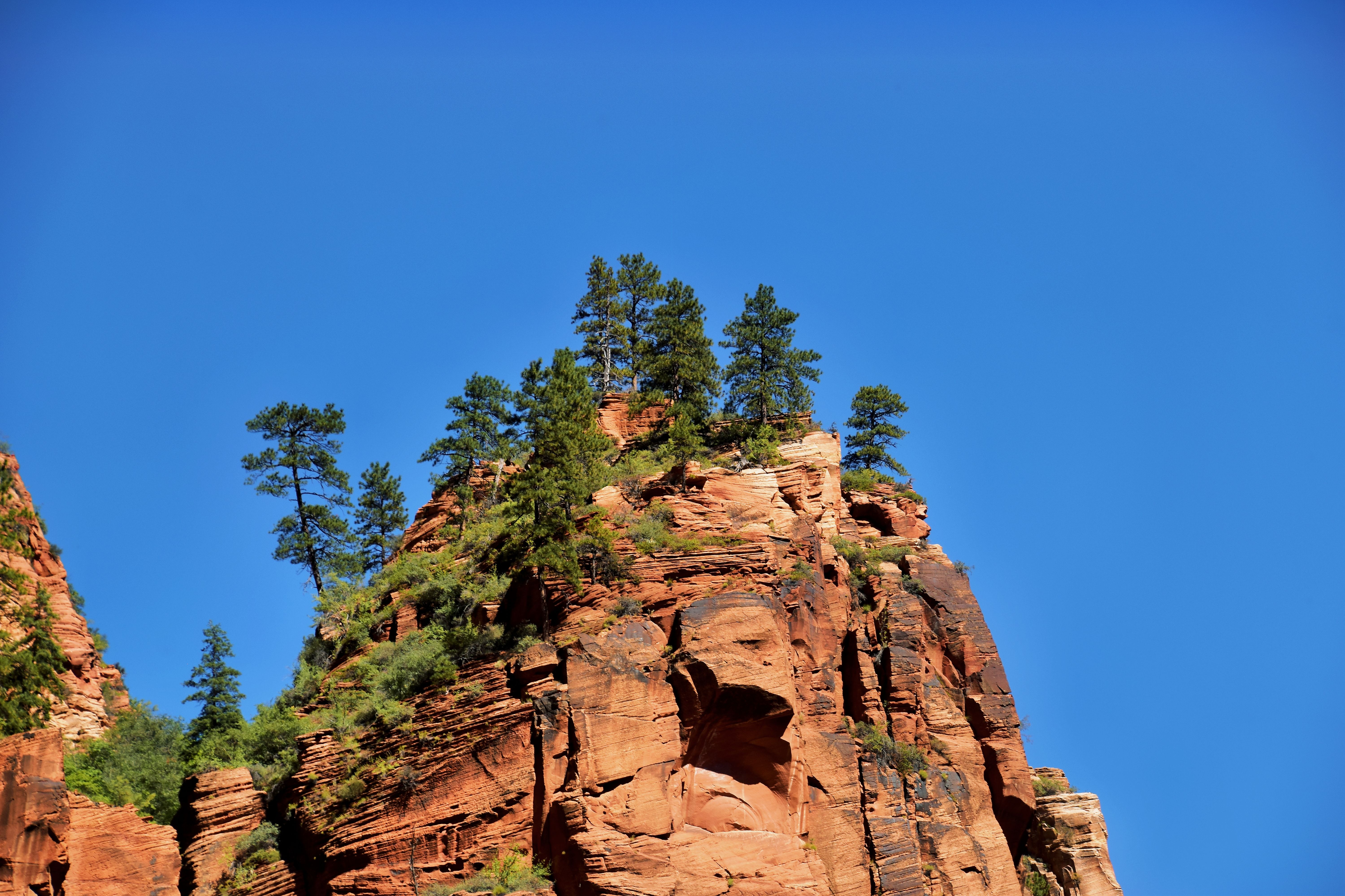 Trees on Cliff · Free Stock Photo