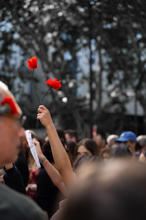 Free A raised hand holding red carnations during a crowded outdoor rally symbolizing protest and unity. Stock Photo