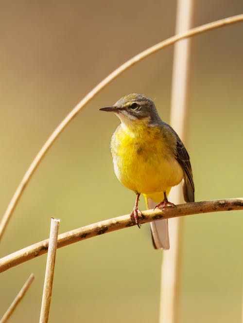 A yellow bird sitting on a twig in a field