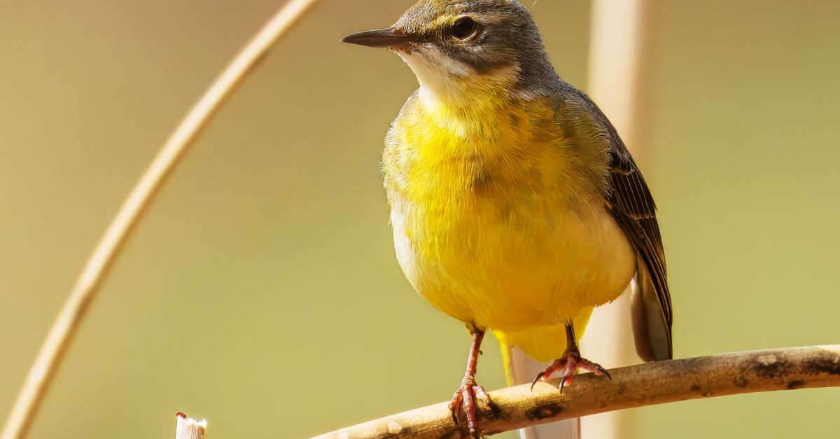 Por qué el canto de las aves ha acompañado a los humanos y mejora el bienestar emocional Por qué el canto de las aves ha acompañado a los humanos y mejora el bienestar emocional