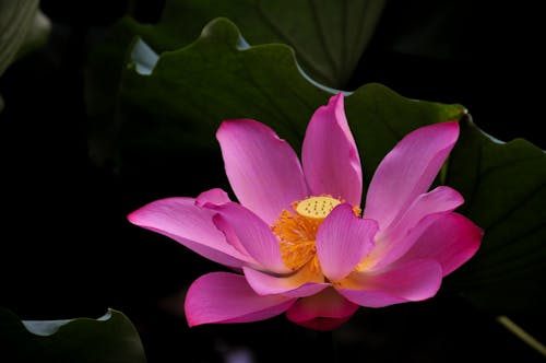 Pink Flower in Tilt Shift Lens