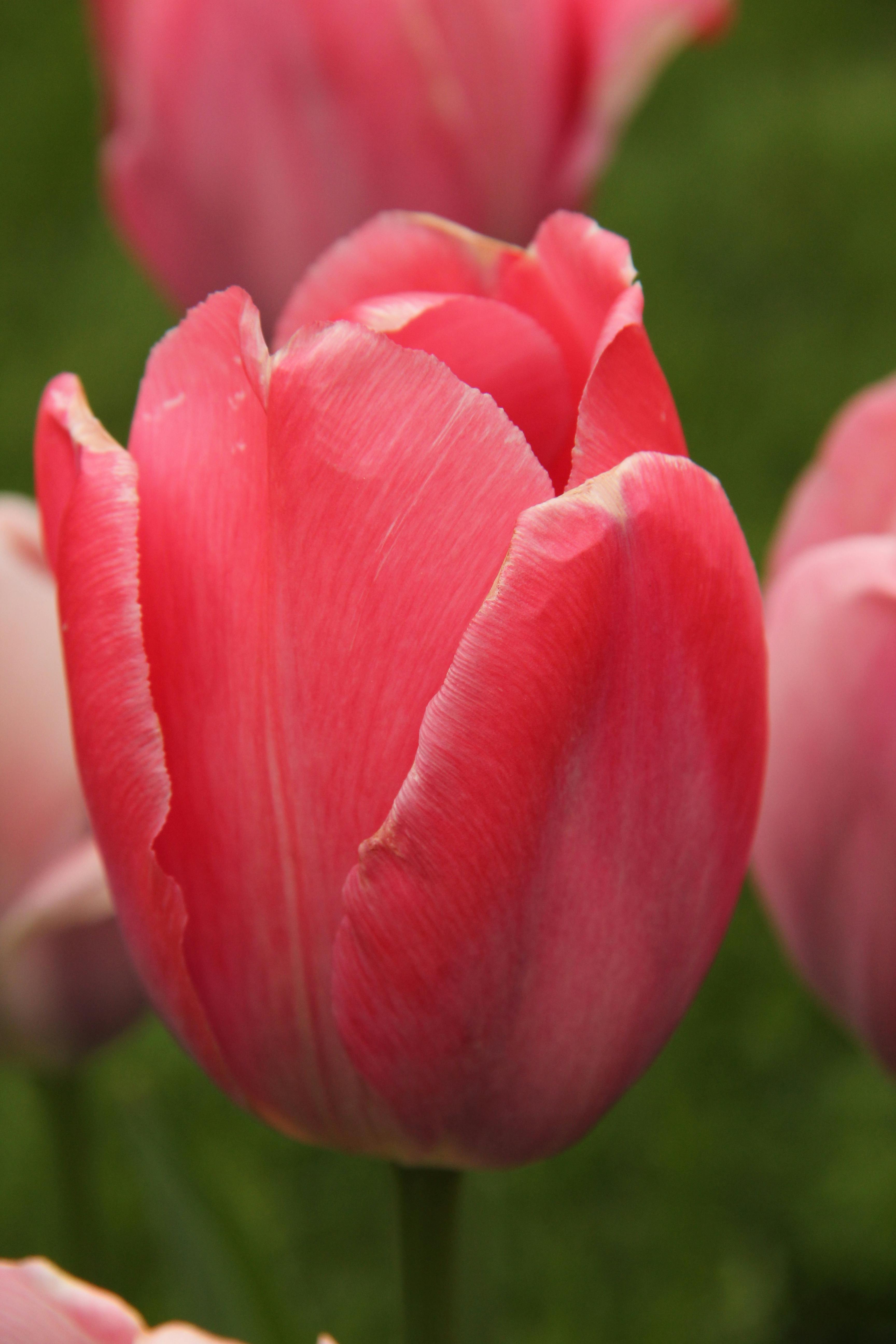 Fantastis 21 Wallpaper Bunga  Lily Merah  Muda Gambar 