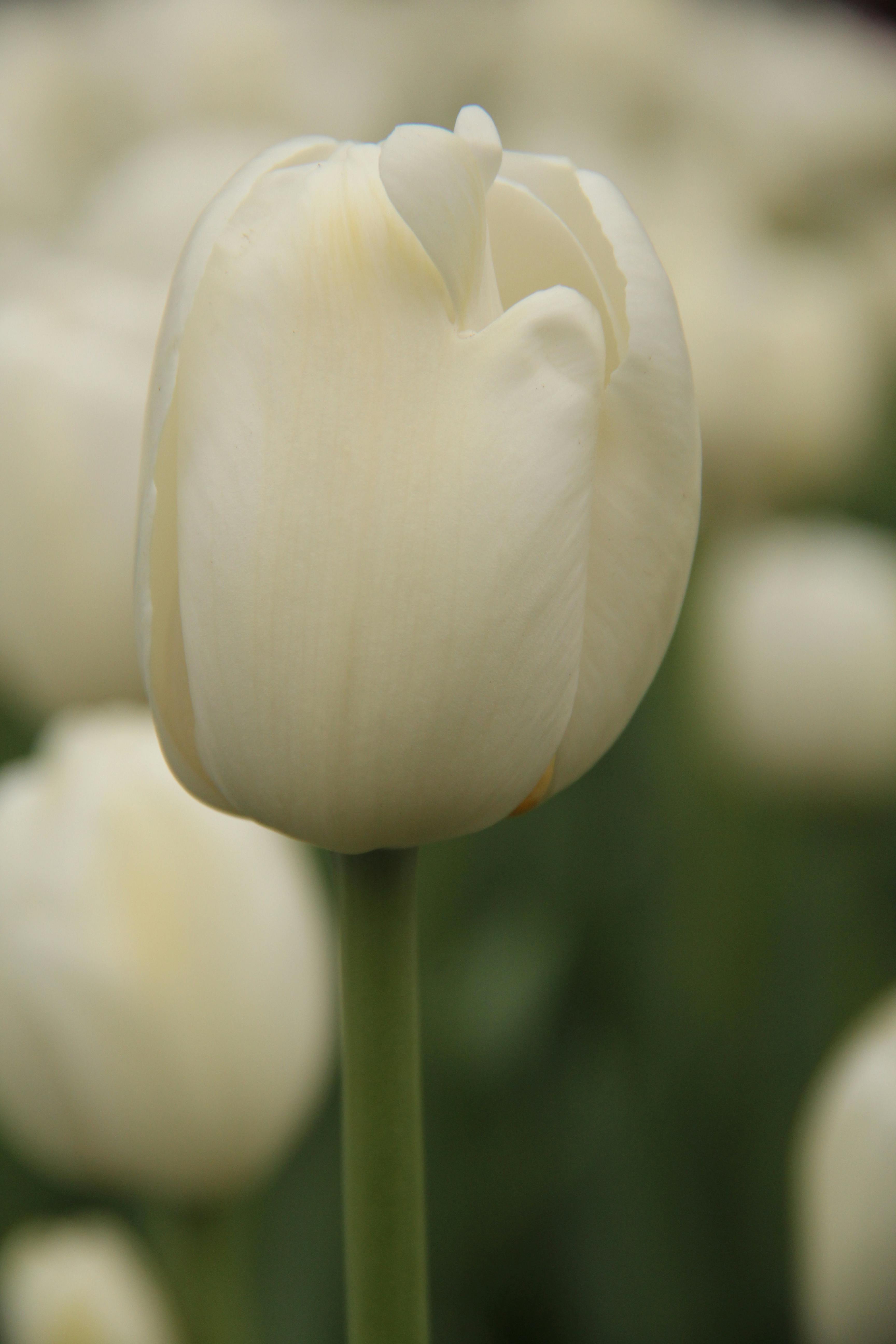 Foto Stok Gratis Tentang Bunga Tulip Tulip Tulip Putih