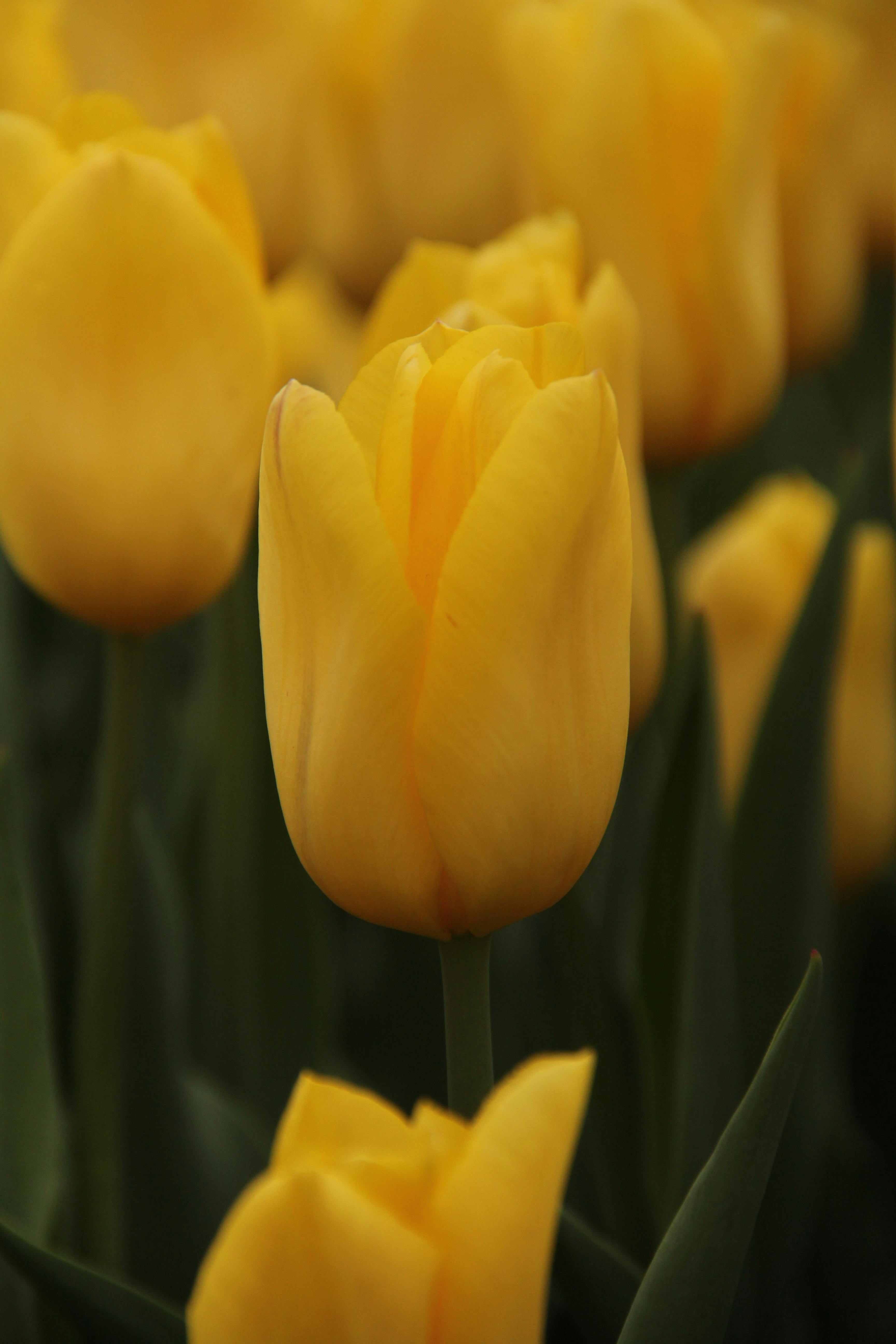 Paling Bagus 17 Foto Bunga Tulip Kuning Gambar Bunga HD