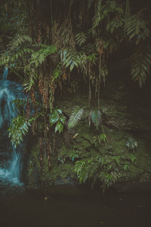 Ingyenes stockfotó esőerdő, fényes, festői témában