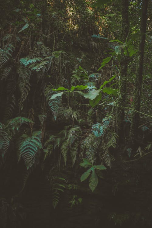 Green-leafed Trees