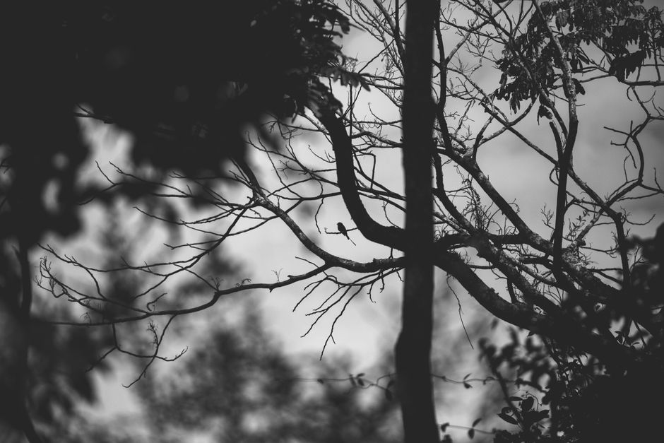 A moody black and white image capturing the silhouette of tree branches against a dawn sky.