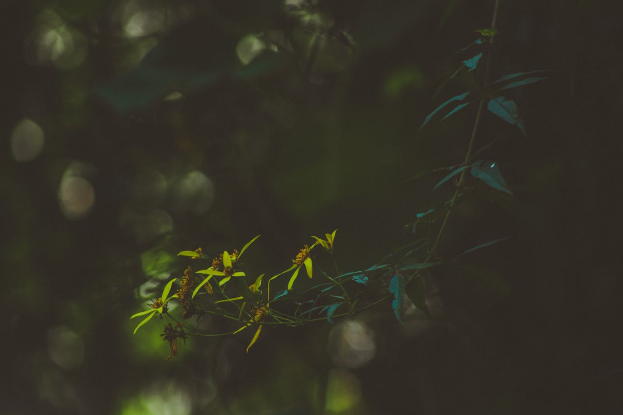 delicate yellow flowers with leaves in soft focus surrounded by natura