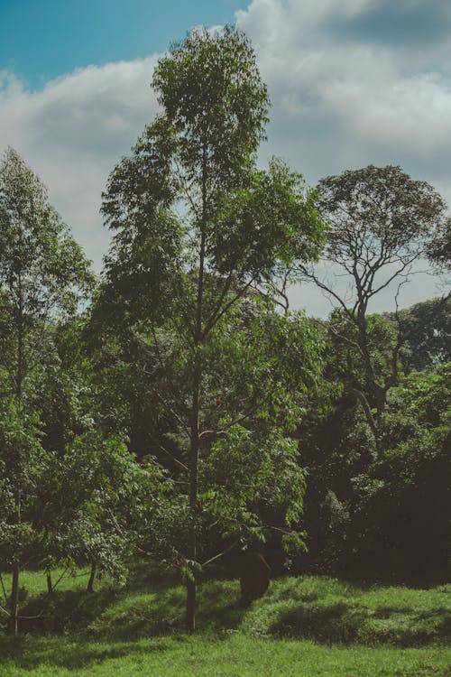 Imagine de stoc gratuită din arbori, cer, codru