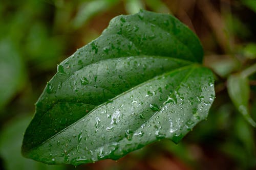 Green Leaf in Closeup Photography