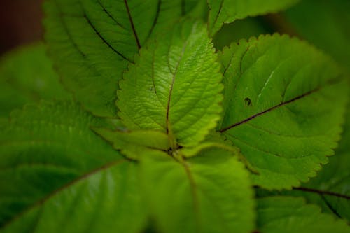 무료 녹색 잎이 많은 식물의 클로즈업 사진 스톡 사진