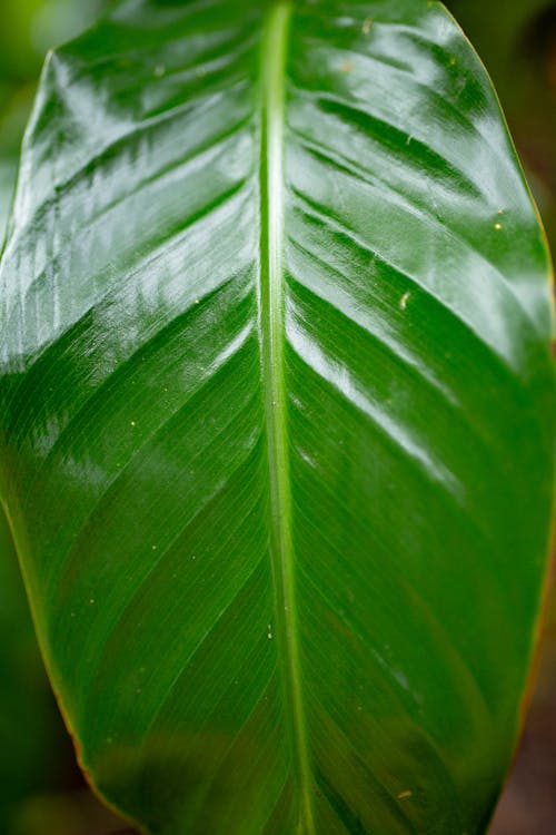 Foglia Verde