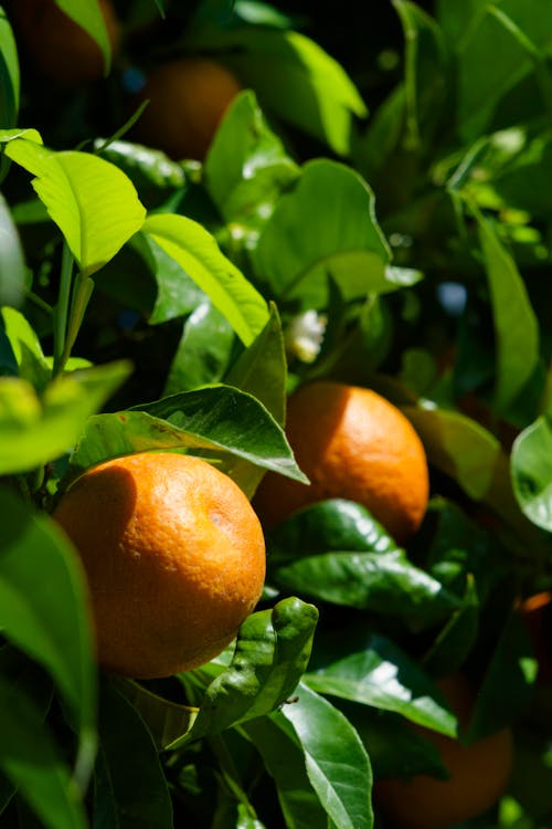 Fotos de stock gratuitas de agricultura, al aire libre, comida