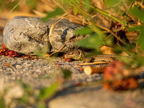 Ingyenes stockfotó álca, állat, béka témában