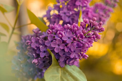 purple liliac flower