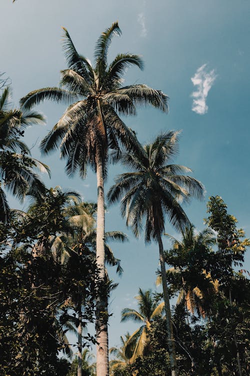 椰子树照片