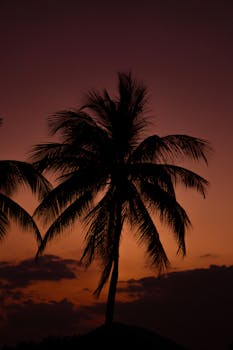 Palm trees silhouetted against a vibrant sunset in Ciego de Ávila, Cuba.