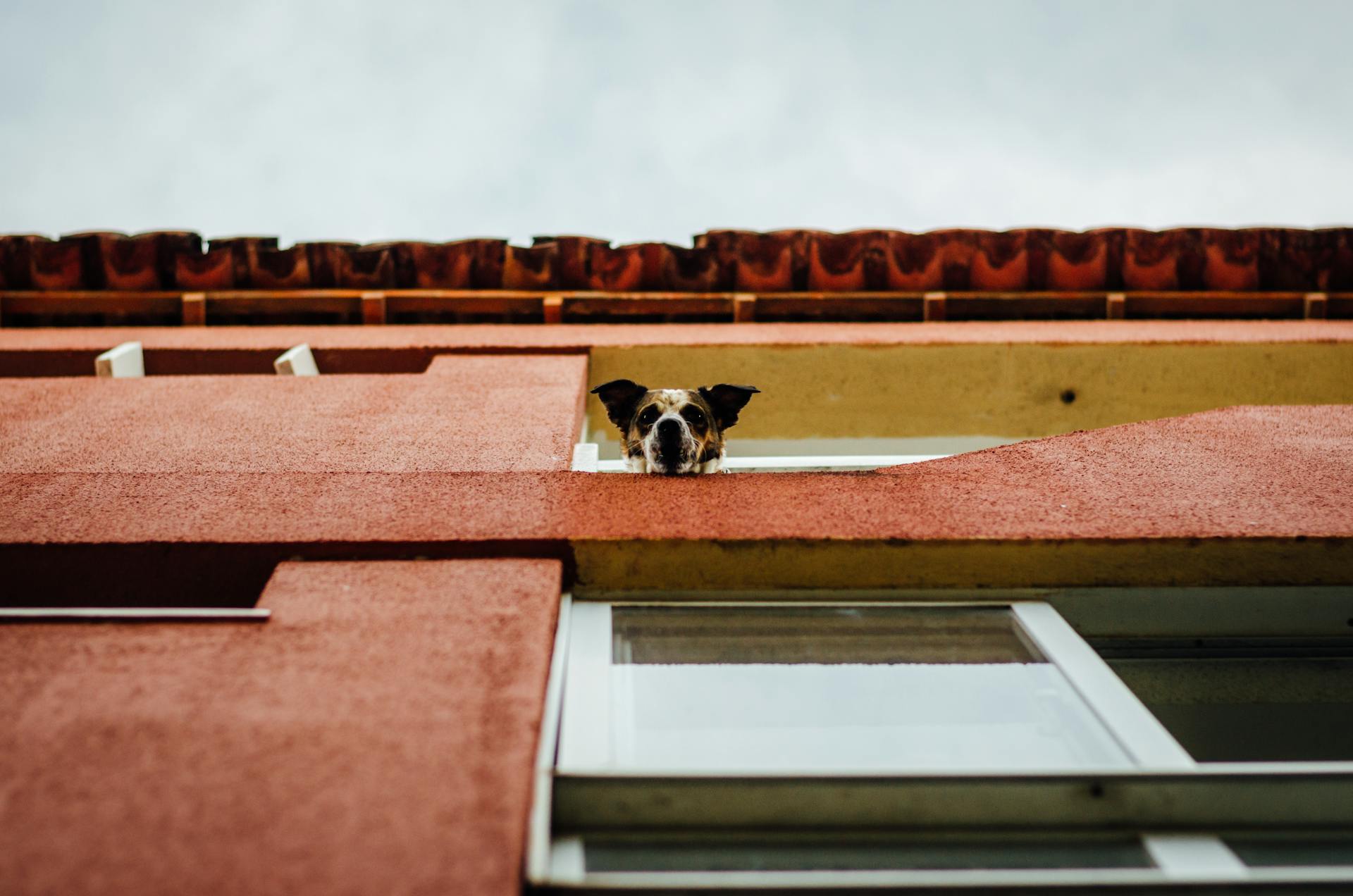 Dog Head over Building Wall