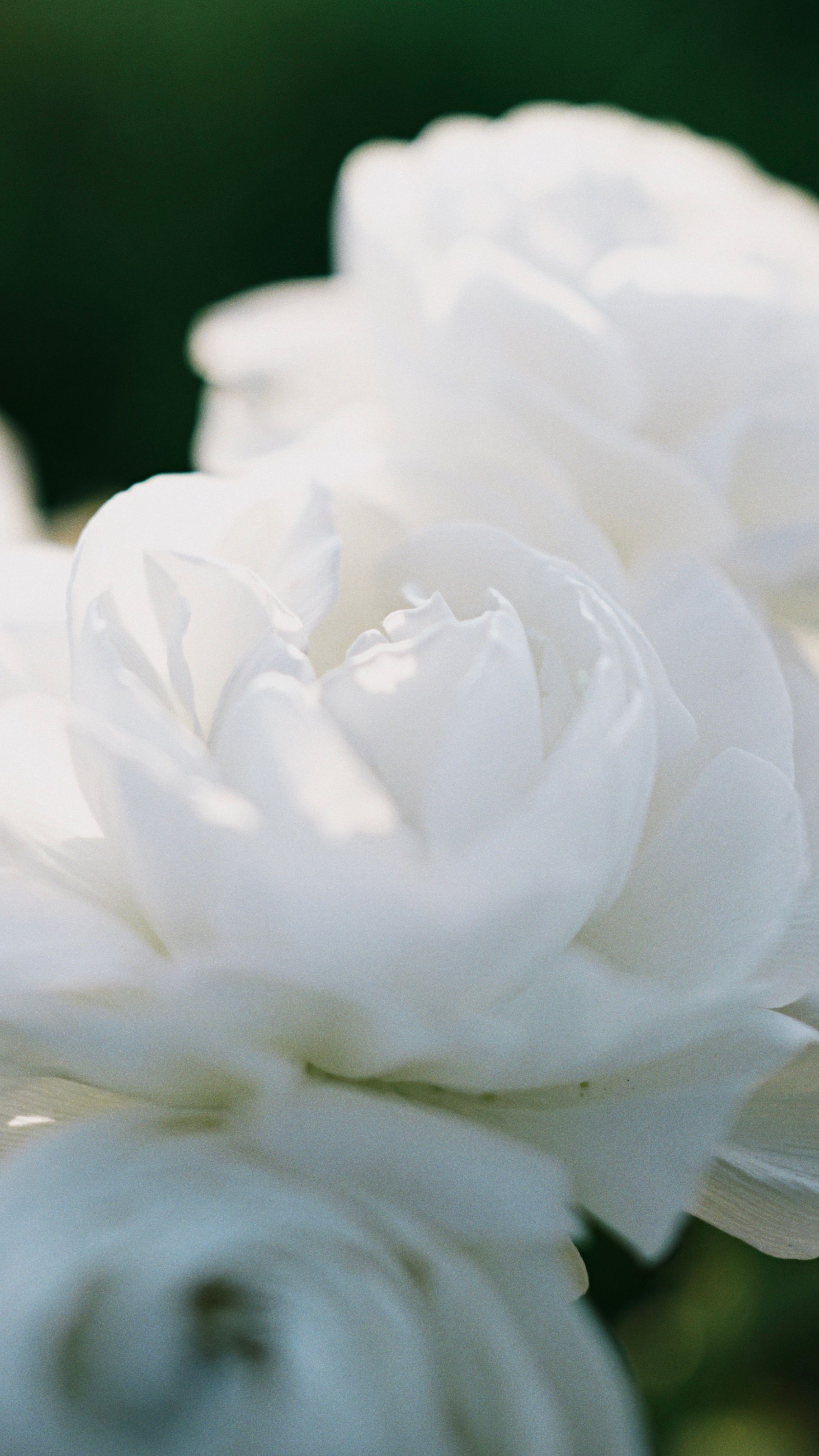 A Close-up Shot of White Flowers · Free Stock Photo