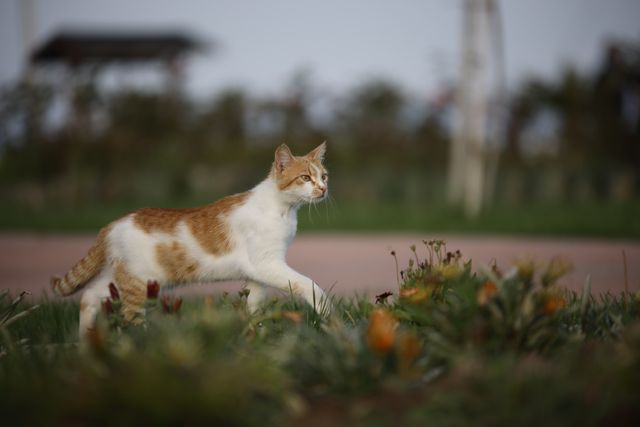 Cats