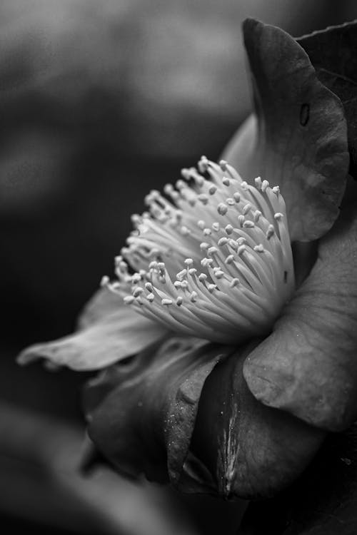 Kostnadsfri bild av blad, blomma, blomning