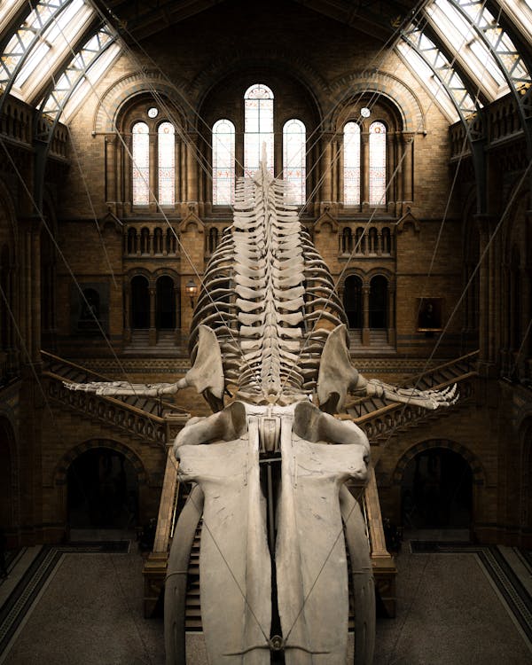National History Museum Free Stock Photo National History Museum Free Stock Photo
