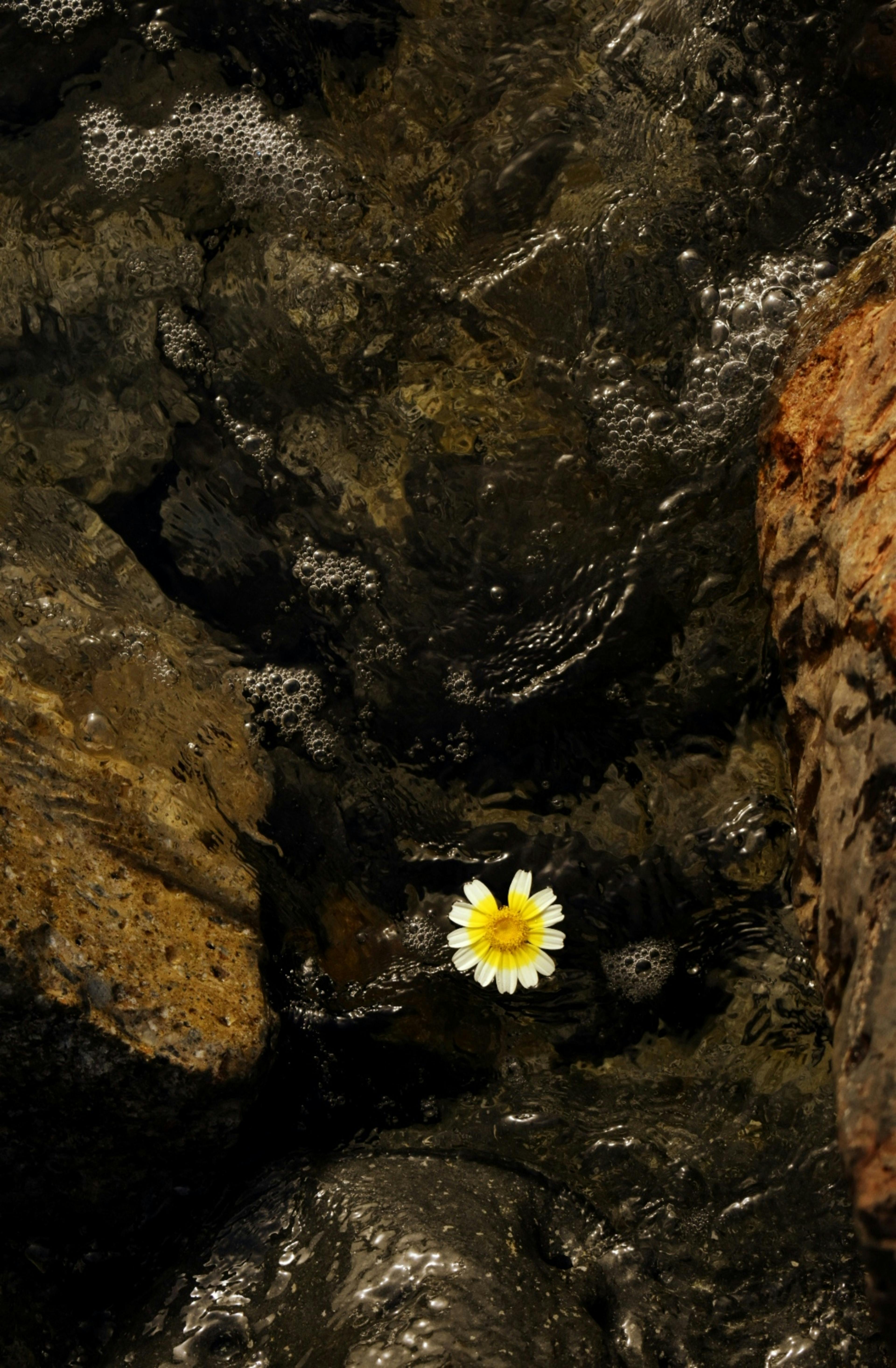 A single yellow flower floats gently on dark water surrounded by rocks.