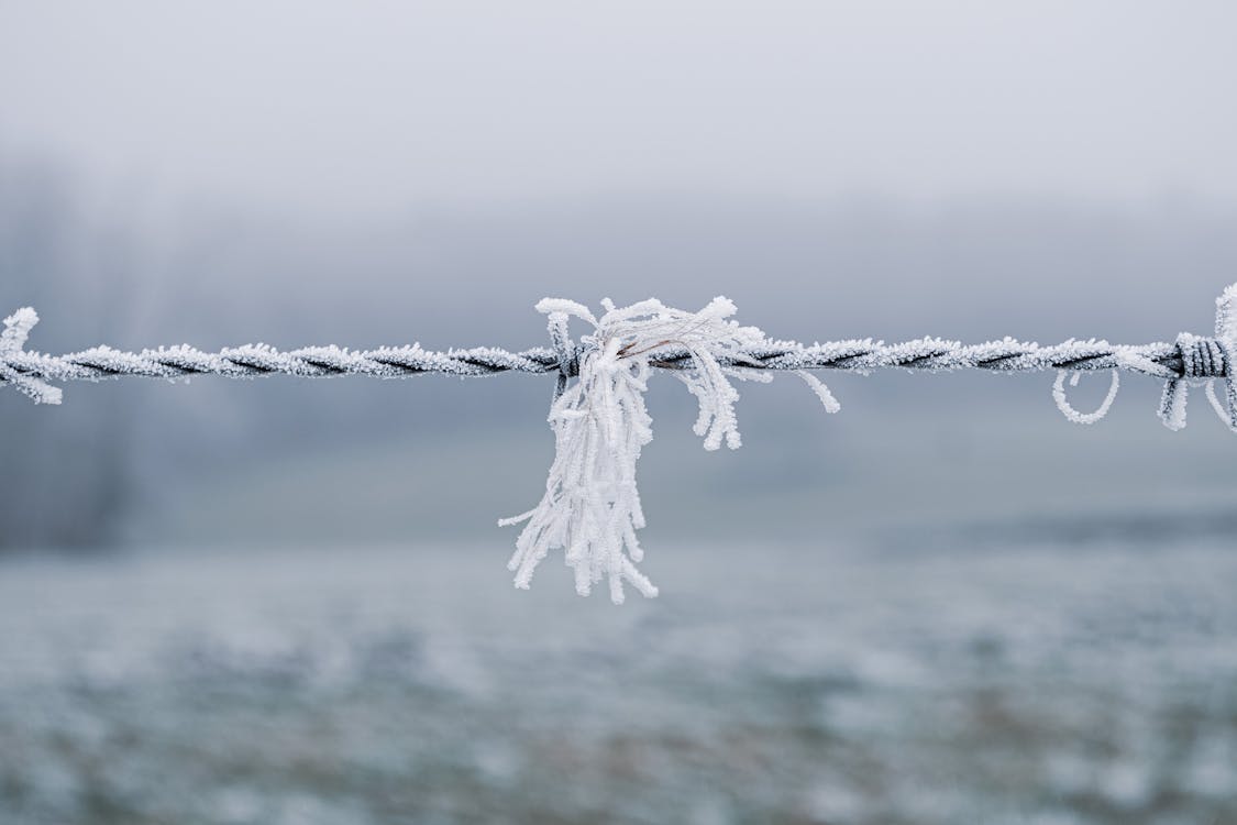 Základová fotografie zdarma na téma crin, déšť, gros plán