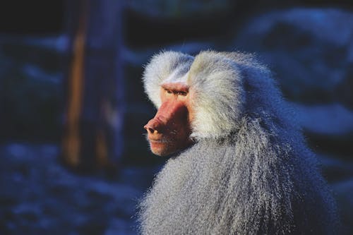 White Baboon