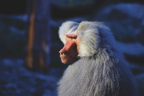 Free Close-up side view of a majestic baboon in natural daylight, showcasing its fur and profile. Stock Photo