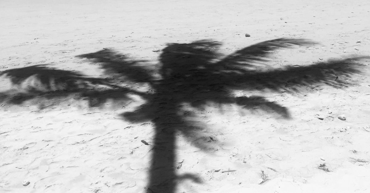 Pam Tree Shadow Photo of Palm Tree Shadow on Seashore · Free Stock Photo