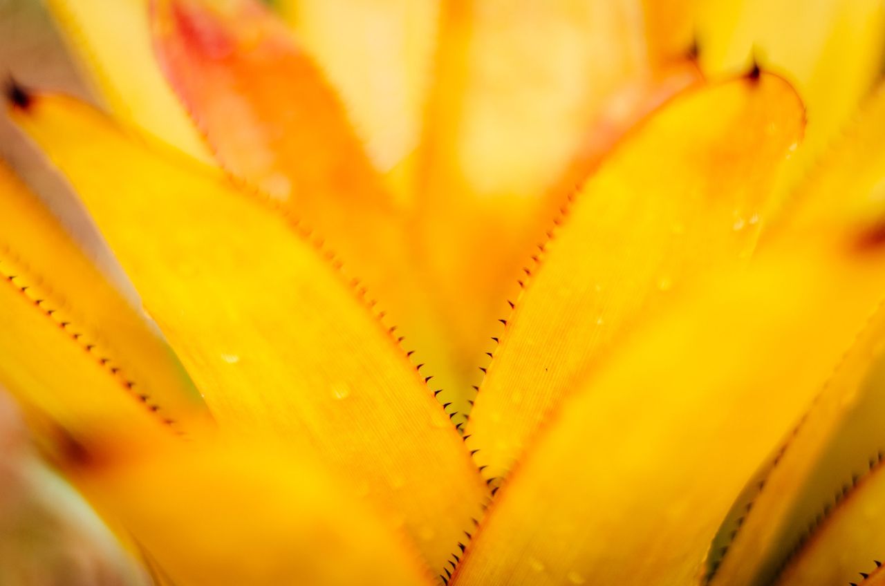 close up of a vibrant yellow bromeliad showcasing its natural beauty i
