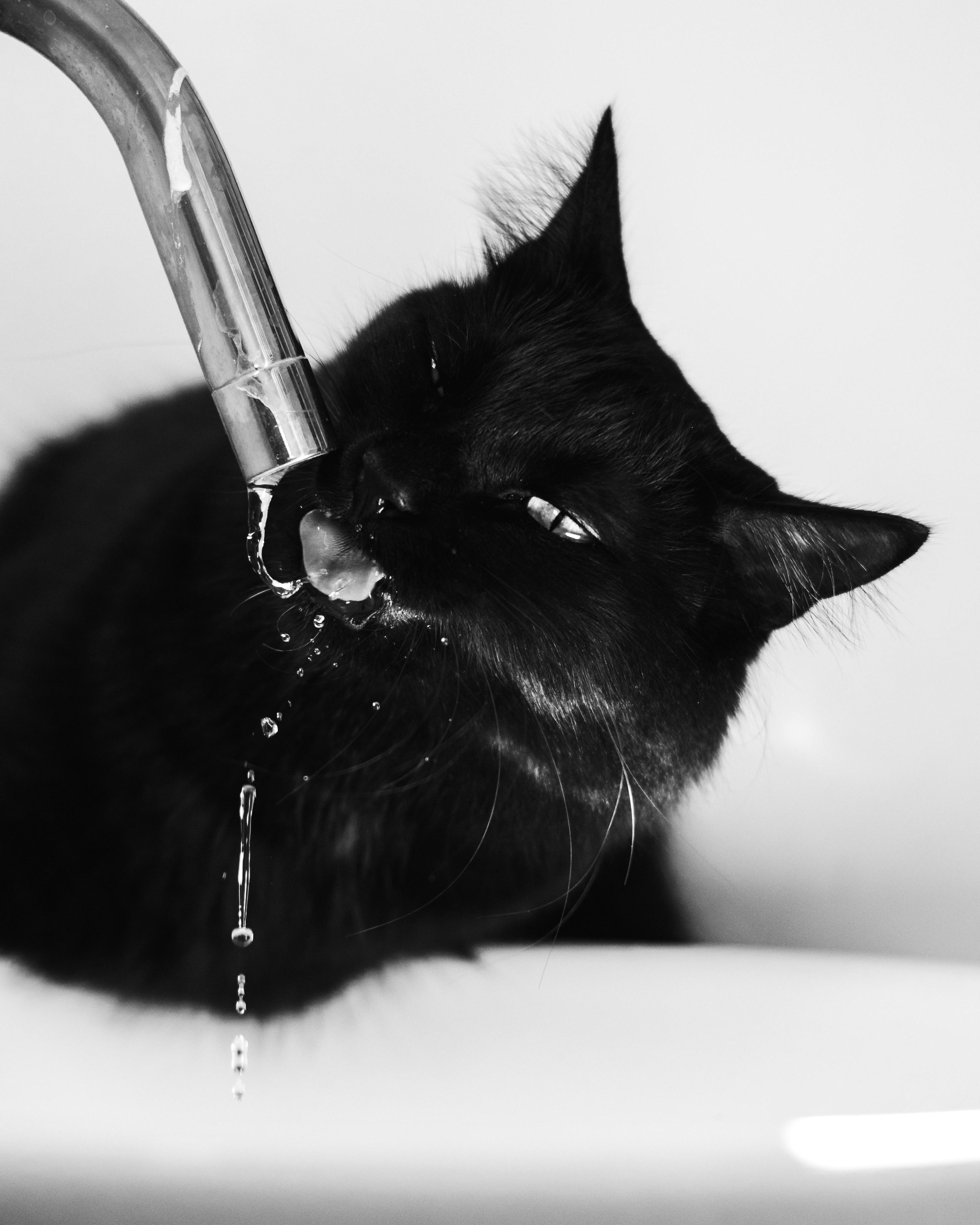 Cat Drinking Water from Faucet