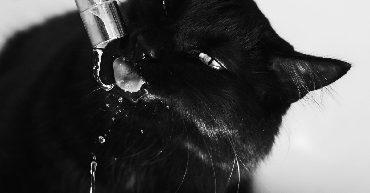 Cat Drinking Water from Faucet