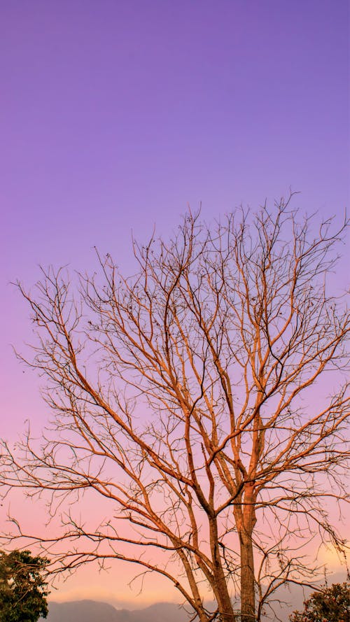 Foto stok gratis pohon besar