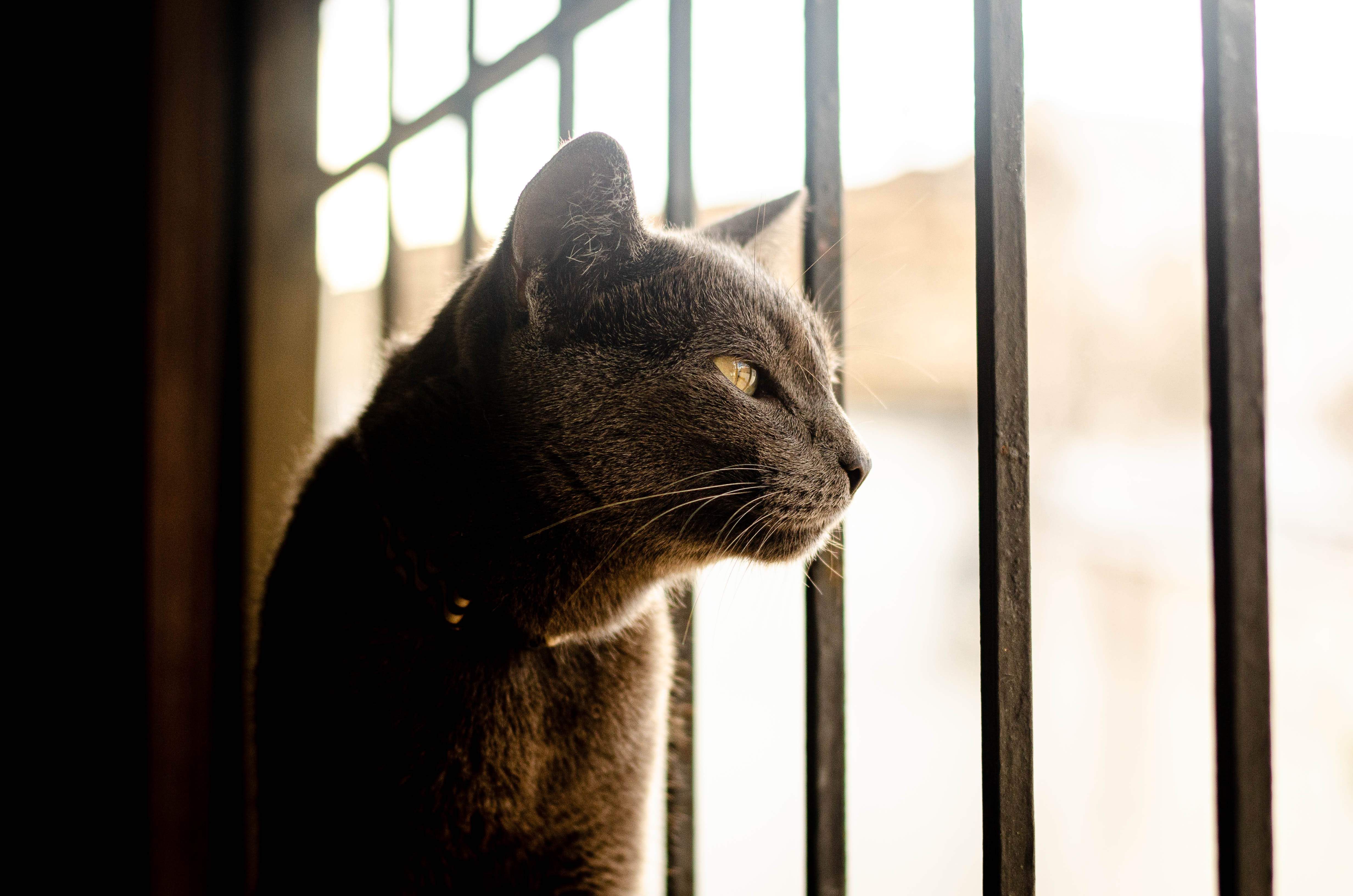 Do Cats Get Bored | Train Your Cat Well