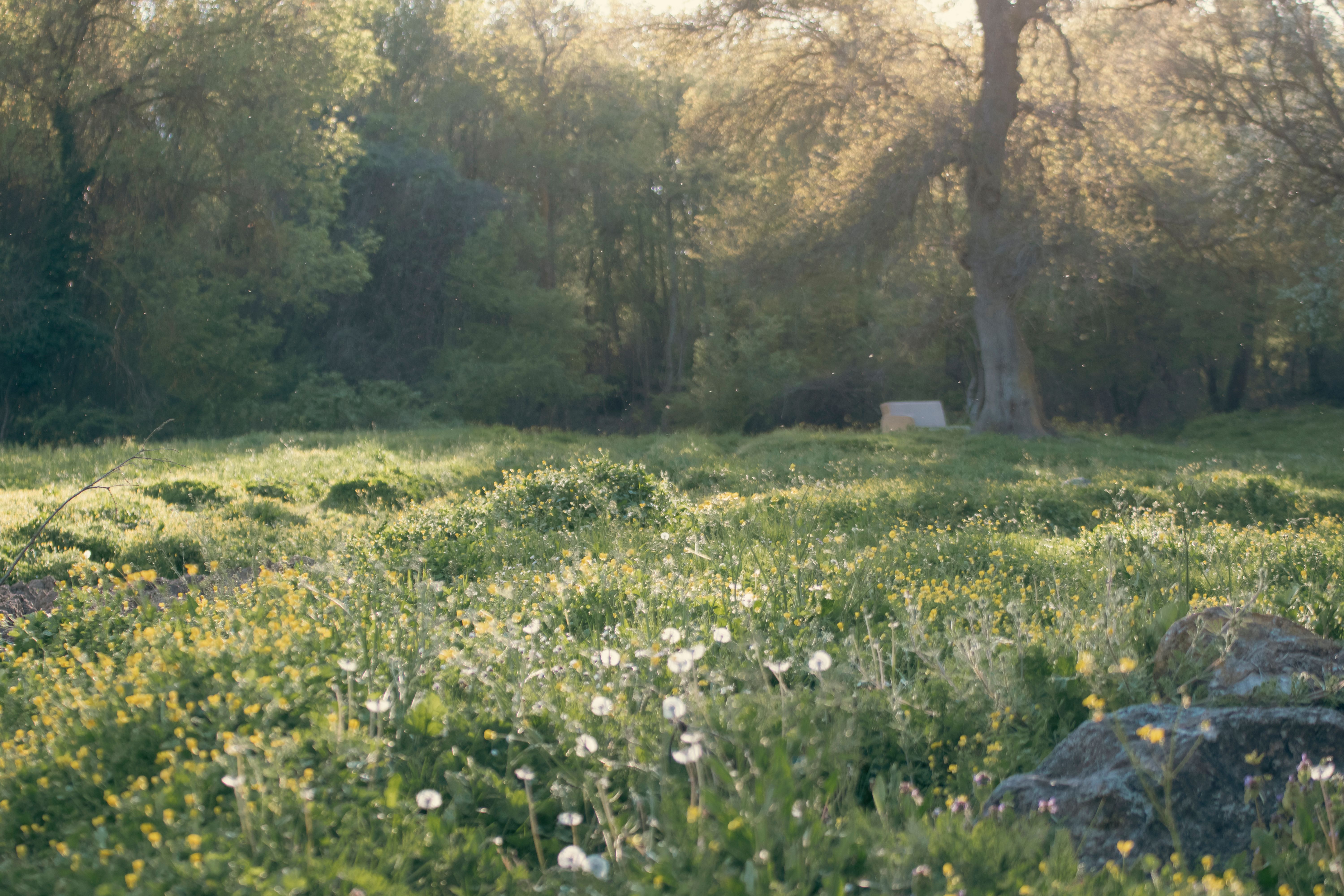 Flowers on Meadow in Forest · Free Stock Photo