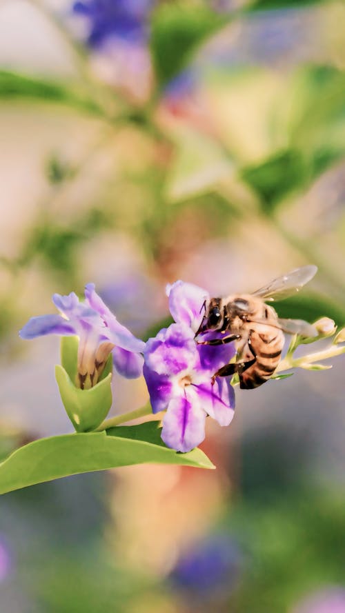 Δωρεάν στοκ φωτογραφιών με λάτρης της φύσης, μέλισσα