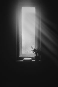 Black and white photo of a window with sunbeams illuminating a potted plant on the sill.