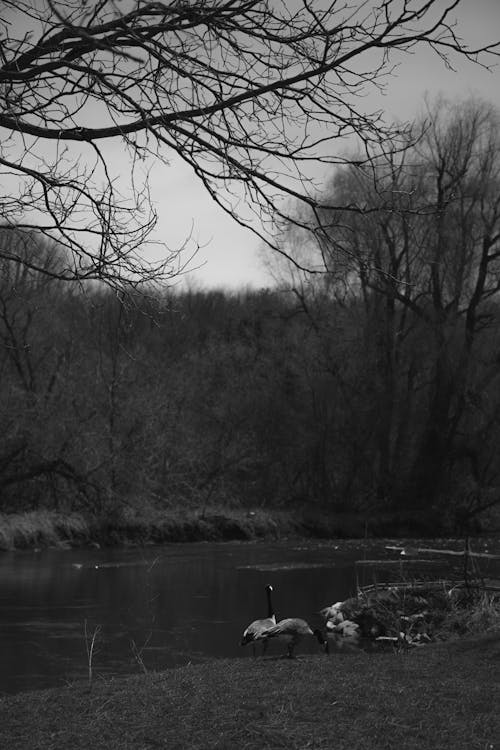 Black and white photo of ducks by a river